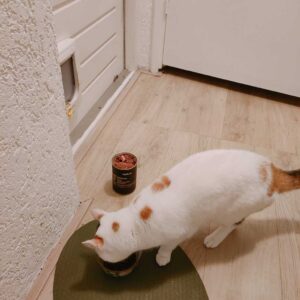 Toulouse eet CatFuel