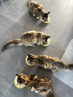 Maine Coons van Chantal