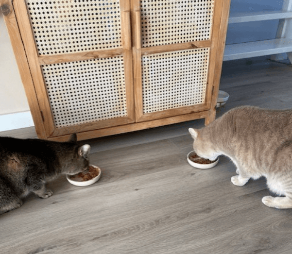 Frenkie en Leo aan de Catfuel